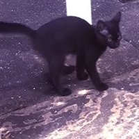 柱のそばを歩く子猫2