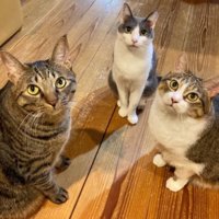 室内にいる猫たち