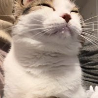 嬉しそうな猫