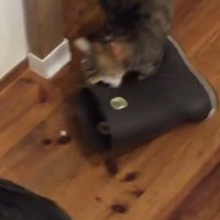 長靴に噛みつく猫