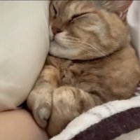 熟睡猫