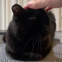 なでられている黒猫