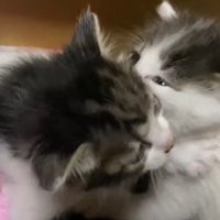 寄り添う2匹の子猫