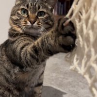 網に爪を引っかけた猫