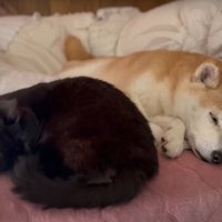 眠る犬と猫