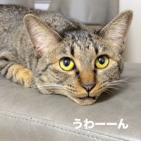 鳴く猫2