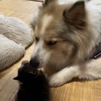 子猫の世話をする犬の写真