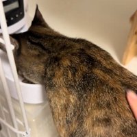 ご飯を食べる猫