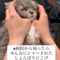 虚無顔の猫