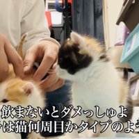 ミルクの飲みが悪い白茶子猫を心配する黒三毛子猫