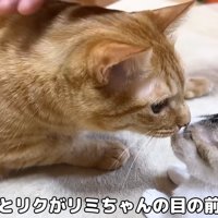子猫に接近する成猫