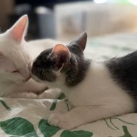 顔を寄せ合う2匹の子猫