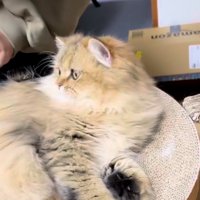 寝そべって左を凝視している猫