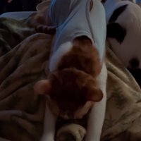 飼い主のお腹をコネコネする猫