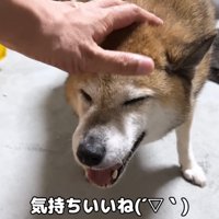 柴犬のリキくん
