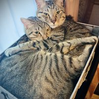 抱き合う2匹の猫