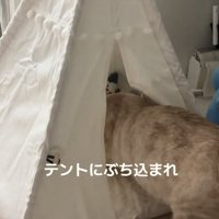 ぬいぐるみを隠す猫