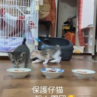 ご飯にかけよる3匹の子猫達
