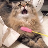 猫じゃらしで遊ぶ猫