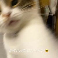 飼い主にパンチする猫