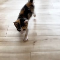 左前足が前のアップ