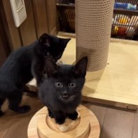 おもちゃの上に乗って投稿者を見つめるピンクの首輪を着けた子猫