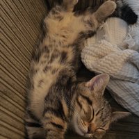 伸びて寝ている子猫