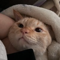 一緒に布団の中に入っている飼い主と猫