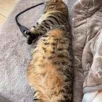 両手を下に伸ばす猫1