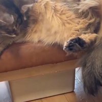 シッポを見るなーさん