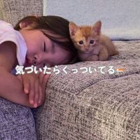 子どもの頭に寄りかかる子猫