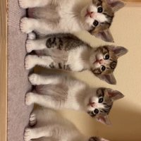 横一列に整列してお座りをする4匹の子猫