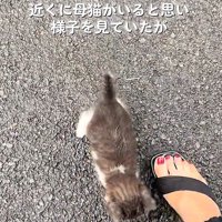 寄ってくる子猫