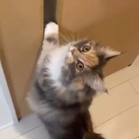 壁に掴まって立っている猫