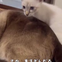 子猫の上に乗っている大人の猫