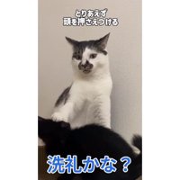 猫と子猫のケンカ