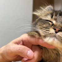 微笑んでいる猫