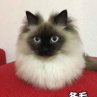 冬毛の猫