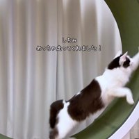 キャットホイールで走る長毛の猫
