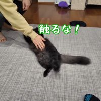 触るな！