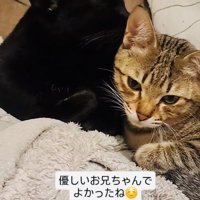 キジトラ猫をグルーミングする黒猫