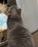 子猫を見上げる兄猫