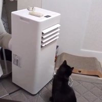 その場に座り込む猫