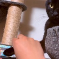 太鼓の達人をやる猫