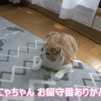 遊んでいる猫