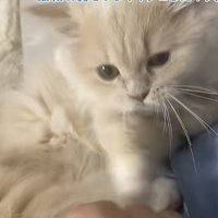 「超短足ねこパンチ！」のテロップ写真1