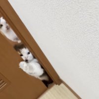 手を伸ばす猫