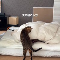 飼い主を起こしている猫