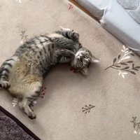 お腹を見せて