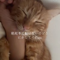 腕に抱きつく猫